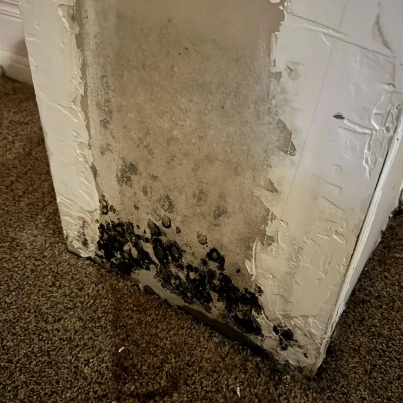 Professional Mold Removal in Saint Leo, FL